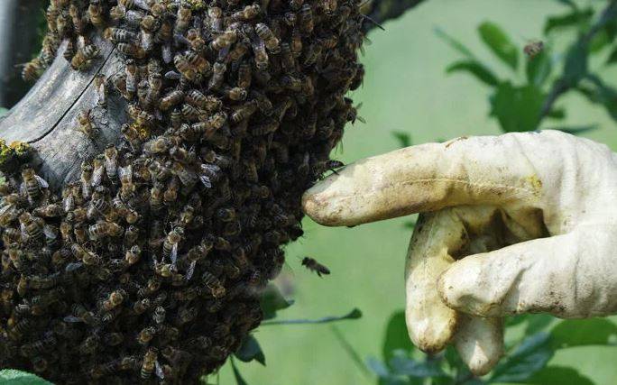 Arıları ne kadar tanıyorsunuz? Arılar hakkında ilginç bilgiler 9